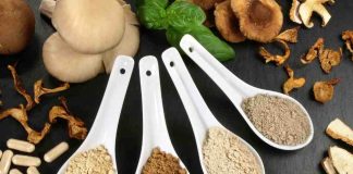 Hongos adaptógenos: ¿Medicina natural o una moda con falta de evidencia?