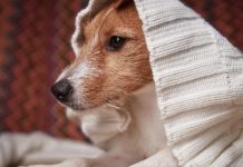 Mascotas y ola polar: cómo protegerlas del frío extremo este invierno