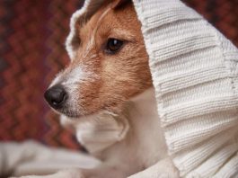 Mascotas y ola polar: cómo protegerlas del frío extremo este invierno