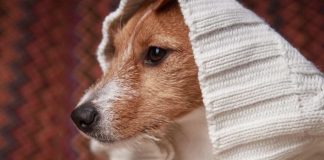 Mascotas y ola polar: cómo protegerlas del frío extremo este invierno