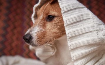 Mascotas y ola polar: cómo protegerlas del frío extremo este invierno