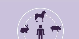 Zoonosis bajo la lupa: las enfermedades que conectan la salud humana y animal