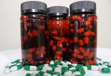 CREAS y emprendedores de Aysén trabajan suplemento único a partir de hojas de maqui