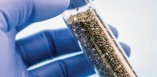 Chía y control del colesterol: un aliado natural en tiempos de exigencia cardíaca