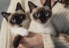 Día Internacional del gato: Siete mitos y verdades sobre los felinos