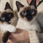Día Internacional del gato: Siete mitos y verdades sobre los felinos