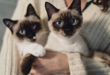 Día Internacional del gato: Siete mitos y verdades sobre los felinos