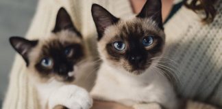 Día Internacional del gato: Siete mitos y verdades sobre los felinos