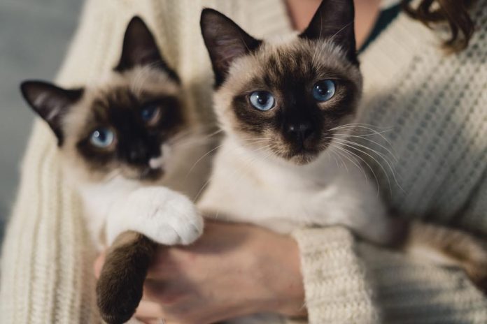 Día Internacional del gato: Siete mitos y verdades sobre los felinos
