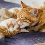 Día del Gato: 7 de cada 10 tutores desconoce los cuidados básicos