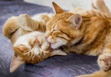 Día del Gato: 7 de cada 10 tutores desconoce los cuidados básicos