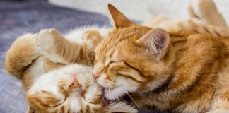Día del Gato: 7 de cada 10 tutores desconoce los cuidados básicos