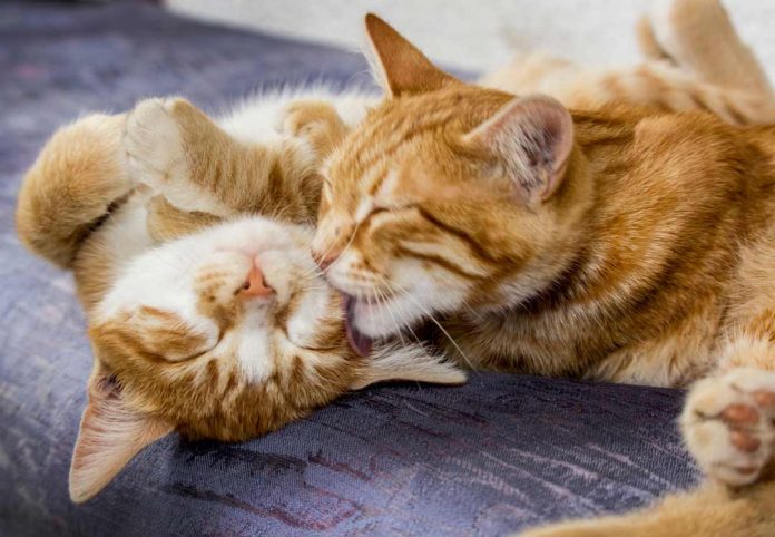 Día del Gato: 7 de cada 10 tutores desconoce los cuidados básicos