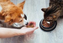 Colmevet apela a sobreseimiento de tres imputados por daños a la salud de más de 400 mascotas