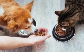 Colmevet apela a sobreseimiento de tres imputados por daños a la salud de más de 400 mascotas
