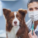 Día Mundial contra la Rabia: Colmevet hace llamado a fortalecer roles del Estado, tutores y médicos veterinarios