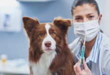 Día Mundial contra la Rabia: Colmevet hace llamado a fortalecer roles del Estado, tutores y médicos veterinarios