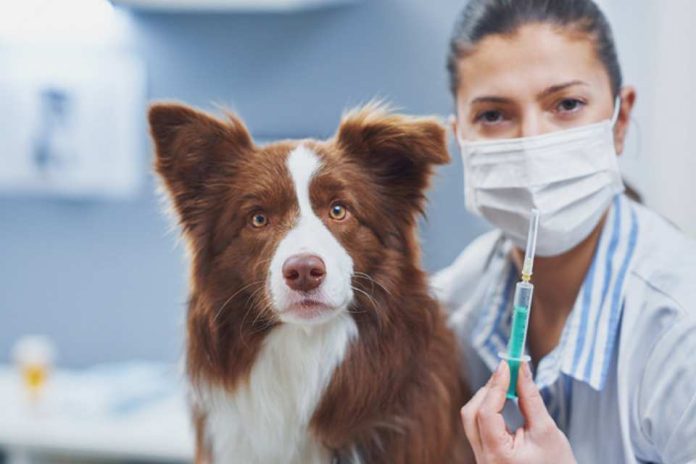 Día Mundial contra la Rabia: Colmevet hace llamado a fortalecer roles del Estado, tutores y médicos veterinarios