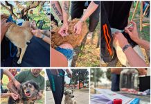 Día Mundial de la Rabia Día Mundial de la Rabia