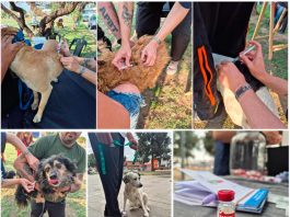 Día Mundial de la Rabia