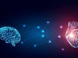 La conexión entre el cerebro y el corazón: Experto de Mayo Clinic explica este poderoso vínculo que funciona en ambas direcciones