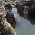 Metales pesados y estacionalidad comprometen la reproducción del huiro negro en Quintero-Puchuncaví nuevo estudio alerta sobre impactos ecológicos y productivos