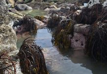 Metales pesados y estacionalidad comprometen la reproducción del huiro negro en Quintero-Puchuncaví nuevo estudio alerta sobre impactos ecológicos y productivos