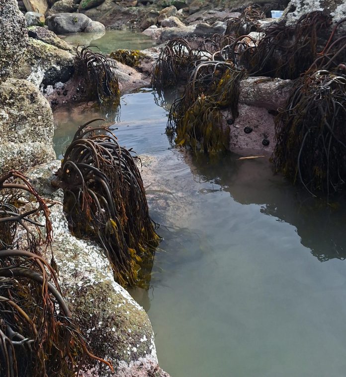 Metales pesados y estacionalidad comprometen la reproducción del huiro negro en Quintero-Puchuncaví nuevo estudio alerta sobre impactos ecológicos y productivos
