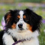 Picazón, enrojecimiento y caída de pelo: señales para detectar y tratar a tiempo la dermatitis atópica en perros