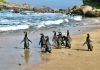 Pingüinos de Magallanes regresan a su hogar: exitosa reinserción en Isla Cachagua tras proceso de rehabilitación