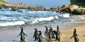 Pingüinos de Magallanes regresan a su hogar: exitosa reinserción en Isla Cachagua tras proceso de rehabilitación
