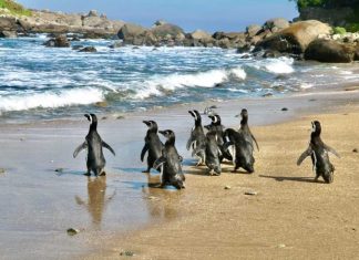 Pingüinos de Magallanes regresan a su hogar: exitosa reinserción en Isla Cachagua tras proceso de rehabilitación