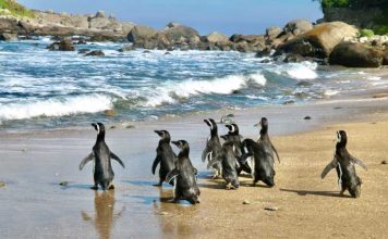 Pingüinos de Magallanes regresan a su hogar: exitosa reinserción en Isla Cachagua tras proceso de rehabilitación
