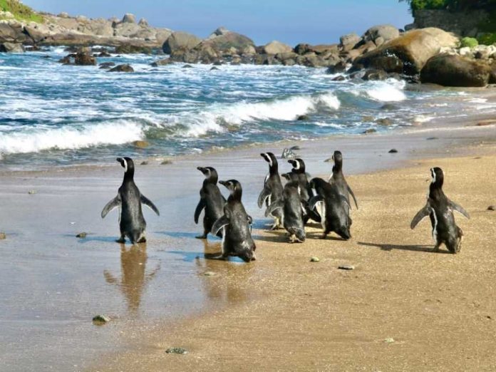 Pingüinos de Magallanes regresan a su hogar: exitosa reinserción en Isla Cachagua tras proceso de rehabilitación