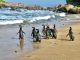 Pingüinos de Magallanes regresan a su hogar: exitosa reinserción en Isla Cachagua tras proceso de rehabilitación