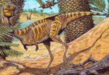 Museo Nacional de Río y Siemens Healthineers usan escáner médico para estudiar un dinosaurio