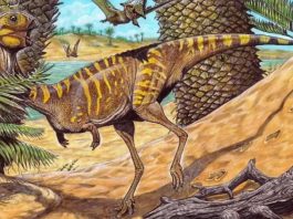 Museo Nacional de Río y Siemens Healthineers usan escáner médico para estudiar un dinosaurio