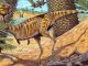 Museo Nacional de Río y Siemens Healthineers usan escáner médico para estudiar un dinosaurio