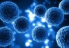 Nobel de Medicina 2025: el hallazgo que revoluciona la inmunología y abre nuevas vías terapéuticas