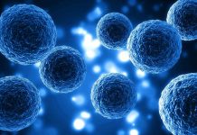 Nobel de Medicina 2025: el hallazgo que revoluciona la inmunología y abre nuevas vías terapéuticas