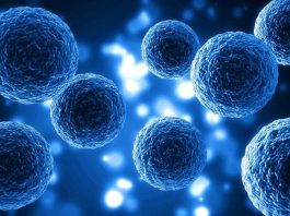 Nobel de Medicina 2025: el hallazgo que revoluciona la inmunología y abre nuevas vías terapéuticas