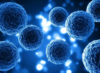 Nobel de Medicina 2025: el hallazgo que revoluciona la inmunología y abre nuevas vías terapéuticas