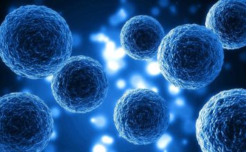 Nobel de Medicina 2025: el hallazgo que revoluciona la inmunología y abre nuevas vías terapéuticas