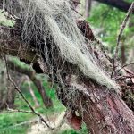 Los musgos poseen una diversidad genética mayor que las otras plantas La zona subantártica de Chile alberga cerca de 7% de su diversidad mundial: Los musgos poseen una diversidad genética mayor que las otras plantas