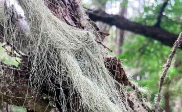 Los musgos poseen una diversidad genética mayor que las otras plantas La zona subantártica de Chile alberga cerca de 7% de su diversidad mundial: Los musgos poseen una diversidad genética mayor que las otras plantas
