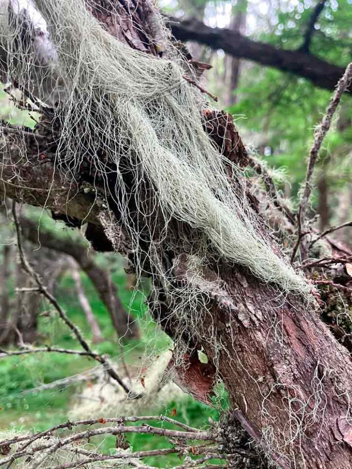 La zona subantártica de Chile alberga cerca de 7% de su diversidad mundial: Los musgos poseen una diversidad genética mayor que las otras plantas La zona subantártica de Chile alberga cerca de 7% de su diversidad mundial: Los musgos poseen una diversidad genética mayor que las otras plantas