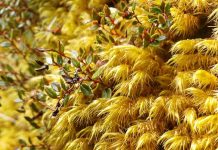 Los musgos poseen una diversidad genética mayor que las otras plantas Los musgos poseen una diversidad genética mayor que las otras plantas