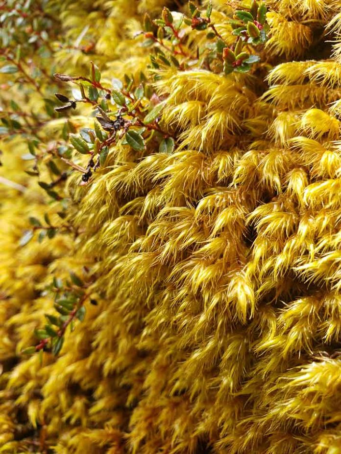 Los musgos poseen una diversidad genética mayor que las otras plantas