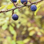 Investigadora USS estudia beneficios del calafate en mujeres en menopausia