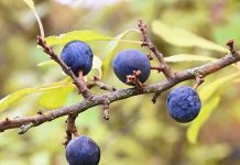 Investigadora USS estudia beneficios del calafate en mujeres en menopausia Investigadora USS estudia beneficios del calafate en mujeres en menopausia